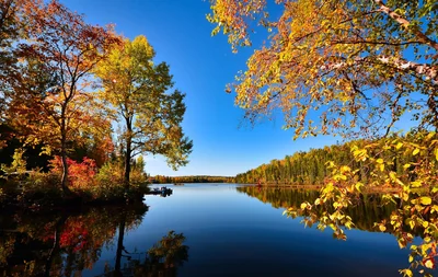 des arbres